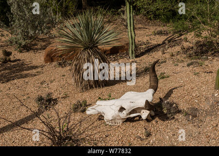 Eine Kuh Schädel, der Teil des Gartens Ornamentik im Quinta Mazatlan, einem historischen adobe Herrenhaus in einem Natur- und Vogelbeobachtung in McAllen, Texas, physische Beschreibung: 1 Foto: digital, tiff-Datei, Farbe. Hinweise: Titel, Datum, und die Schlüsselwörter, die auf Informationen der Fotograf.; Geschenk; Die lyda Hill Foundation; 2014; (DLC/PP 2014: 054).; Teil: Lyda Hill Texas Sammlung von Fotografien in Carol M. Highsmith ist Amerika Projekt in der Carol M. Highsmith Archiv.; Das Wort Quinta auf Spanisch übersetzt, um ein Land, Haus, Villa oder Immobilien. Wenn die Besitzer, Jason & Marcia Stockfoto