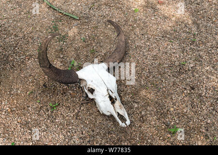 Eine Kuh Schädel, der Teil des Gartens Ornamentik im Quinta Mazatlan, einem historischen adobe Herrenhaus in einem Natur- und Vogelbeobachtung in McAllen, Texas, physische Beschreibung: 1 Foto: digital, tiff-Datei, Farbe. Hinweise: Titel, Datum, und die Schlüsselwörter, die auf Informationen der Fotograf.; Geschenk; Die lyda Hill Foundation; 2014; (DLC/PP 2014: 054).; Teil: Lyda Hill Texas Sammlung von Fotografien in Carol M. Highsmith ist Amerika Projekt in der Carol M. Highsmith Archiv.; Das Wort Quinta auf Spanisch übersetzt, um ein Land, Haus, Villa oder Immobilien. Wenn die Besitzer, Jason & Marcia Stockfoto