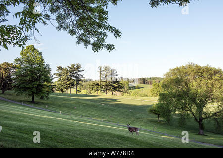 Ein Reh, das Gefühl ziemlich zu Hause auf dem Golfkurs am Oglebay Park und Resort in Wheeling, West Virginia, physische Beschreibung: 1 Foto: digital, tiff-Datei, Farbe. Hinweise: Kaufen; Carol M. Highsmith Fotografie, Inc.; 2015; (DLC/PP 2015: 055).; Stockfoto