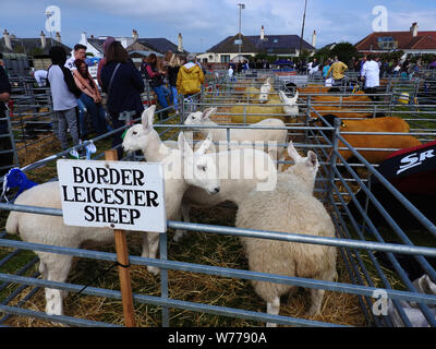 Grenze Leicester Schaf mit Stranraer zeigen, Schottland 2019 Stockfoto