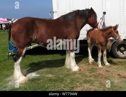 Ein Clydesdale Pferd und Fohlen bei Stranraer, Schottland, jährliche zeigen, Juli 2019 Stockfoto