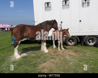 Ein Clydesdale Pferd und Fohlen bei Stranraer, Schottland, jährliche zeigen, Juli 2019 Stockfoto