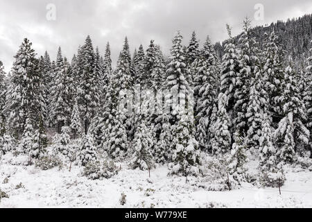 Eine lebendige Sno-globe Szene und Winter Wonderland, die durch einen plötzlichen mountain Blizzard entlang Kalifornien Landstraße 36 erstellt, südlich des Lassen Volcanic National Park physikalische Beschreibung: 1 Foto: digital, tiff-Datei, Farbe. Hinweise: Titel, Datum, und Schlüsselwörter von dem Fotografen zur Verfügung.; Stockfoto