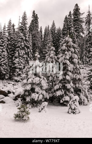 Eine lebendige Sno-globe Szene und Winter Wonderland, die durch einen plötzlichen mountain Blizzard entlang Kalifornien Landstraße 36 erstellt, südlich des Lassen Volcanic National Park physikalische Beschreibung: 1 Foto: digital, tiff-Datei, Farbe. Hinweise: Titel, Datum, und Schlüsselwörter von dem Fotografen zur Verfügung.; Stockfoto