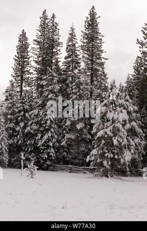 Eine lebendige Sno-globe Szene und Winter Wonderland, die durch einen plötzlichen mountain Blizzard entlang Kalifornien Landstraße 36 erstellt, südlich des Lassen Volcanic National Park physikalische Beschreibung: 1 Foto: digital, tiff-Datei, Farbe. Hinweise: Titel, Datum, und Schlüsselwörter von dem Fotografen zur Verfügung.; Stockfoto