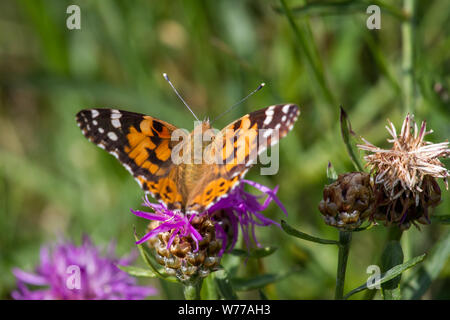 Lepidoptera Vanessa cardui (Painted Lady butterfly / Schmetterling Distelfalter) Stockfoto