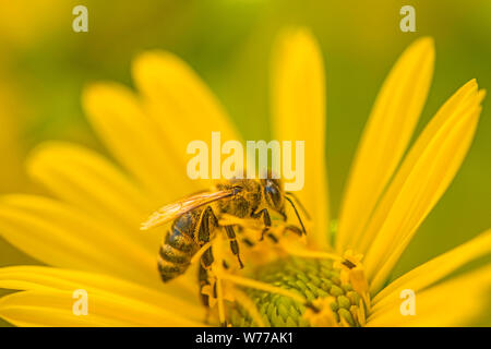 Honig Biene auf einer Blume im Sommer in Deutschland Stockfoto