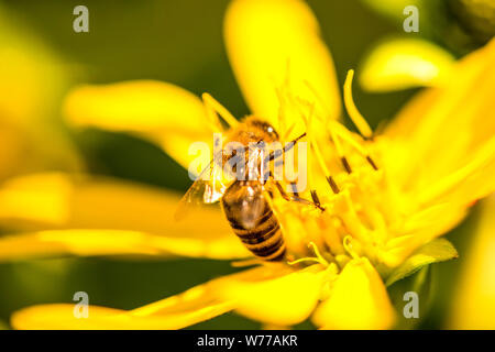 Honig Biene auf einer Blume im Sommer in Deutschland Stockfoto