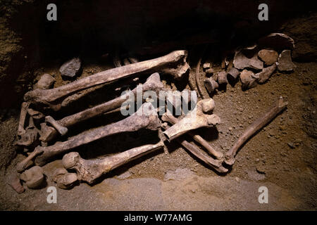 Prähistorische menschliche Knochen bleibt. Alte Skelett von Archäologen, Wissenschaftler analysieren und Forschung der Knochen im Boden entdeckt Stockfoto