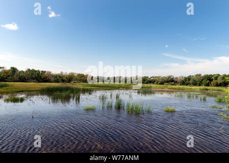 Ein Sumpf innerhalb der Santa Ana National Wildlife Refuge, auf dem Rio Grande Fluss Grenze mit Mexiko im Hidalgo County, Texas, physische Beschreibung: 1 Foto: digital, tiff-Datei, Farbe. Hinweise: Die US-Fisch und Wildlife Service erhalten wurde für den Schutz der Zugvögel in 1943 gegründet. Seine einzigartige Lage auf der Sitzung der verschiedenen Klimazonen (subtropisch, Chihuahuan Wüste, Golfküste, und Great Plains) hat verdient die Erhaltung einen Ruf als Vogelbeobachter, begeistern. Bemerkenswerte Tierarten dort gefunden die Texas ocelot und Gulf Coast Jaguarundi (eine Art von Puma), eine Doku gehören Stockfoto