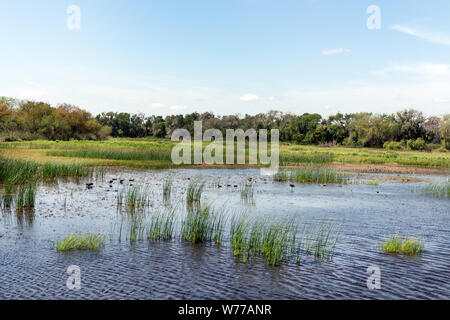Ein Sumpf innerhalb der Santa Ana National Wildlife Refuge, auf dem Rio Grande Fluss Grenze mit Mexiko im Hidalgo County, Texas, physische Beschreibung: 1 Foto: digital, tiff-Datei, Farbe. Hinweise: Die US-Fisch und Wildlife Service erhalten wurde für den Schutz der Zugvögel in 1943 gegründet. Seine einzigartige Lage auf der Sitzung der verschiedenen Klimazonen (subtropisch, Chihuahuan Wüste, Golfküste, und Great Plains) hat verdient die Erhaltung einen Ruf als Vogelbeobachter, begeistern. Bemerkenswerte Tierarten dort gefunden die Texas ocelot und Gulf Coast Jaguarundi (eine Art von Puma), eine Doku gehören Stockfoto