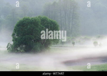 Niedrig hängenden Nebel um Bäume über Gras auf frühen nebligen Morgen in die Felder ein. Geheimnisvolle Atmosphäre in der Natur Landschaft Stockfoto