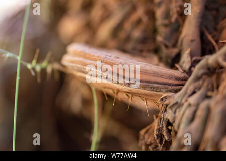 Farbige Pilz auf einem Baumstamm in der Nähe. Thailand, Koh Chang Insel. Stockfoto