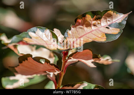 Graptophyllum pictum Anlage close-up in natürlichem Licht. Thailand, Koh Chang Insel. Stockfoto
