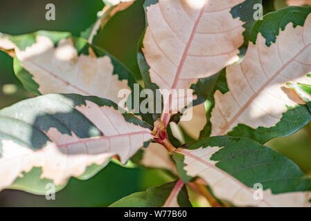 Graptophyllum pictum Anlage close-up in natürlichem Licht. Thailand, Koh Chang Insel. Stockfoto