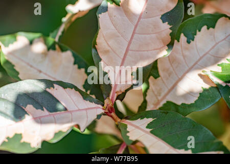 Graptophyllum pictum Anlage close-up in natürlichem Licht. Thailand, Koh Chang Insel. Stockfoto