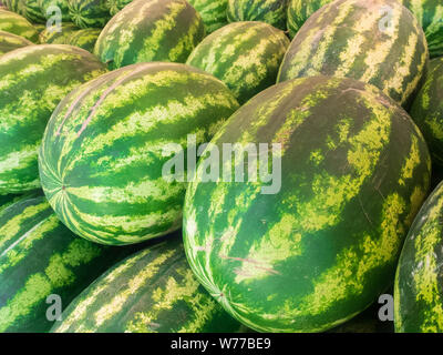 Zeilen von frischem Grün gestreiften Wassermelonen auf dem Markt Zähler angehäuft. Stockfoto