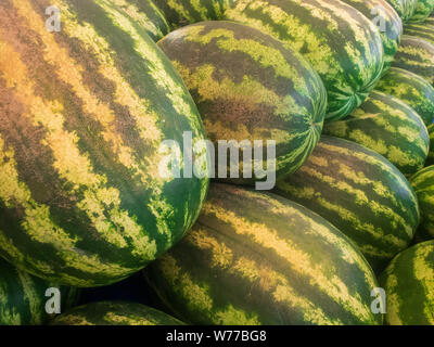 Zeilen von frischem Grün gestreiften Wassermelonen auf dem Markt Zähler angehäuft. Stockfoto