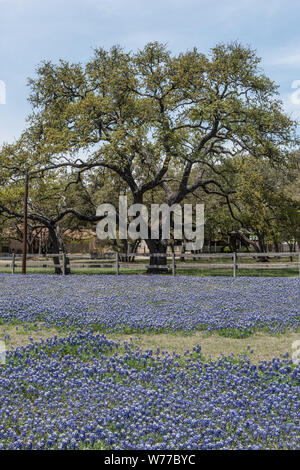 Eine Fülle von der Texas State Flower, subtile Bluebonnets, in einem Bereich, in Boerne, Texas, westlich von San Antonio, physische Beschreibung: 1 Foto: digital, tiff-Datei, Farbe. Hinweise: Titel von ähnlichen Foto in der gleichen Gruppe.; Geschenk; Die lyda Hill Foundation; 2014; (DLC/PP 2014: 054).; Teil: Lyda Hill Texas Sammlung von Fotografien in Carol M. Highsmith ist Amerika Projekt in der Carol M. Highsmith Archiv.; Stockfoto