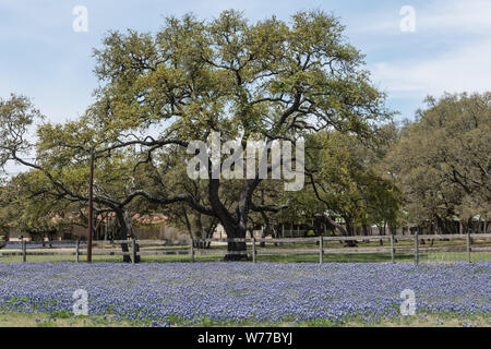 Eine Fülle von der Texas State Flower, subtile Bluebonnets, in einem Bereich, in Boerne, Texas, westlich von San Antonio, physische Beschreibung: 1 Foto: digital, tiff-Datei, Farbe. Hinweise: Titel von ähnlichen Foto in der gleichen Gruppe.; Geschenk; Die lyda Hill Foundation; 2014; (DLC/PP 2014: 054).; Teil: Lyda Hill Texas Sammlung von Fotografien in Carol M. Highsmith ist Amerika Projekt in der Carol M. Highsmith Archiv.; Stockfoto