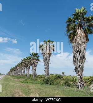Eine Reihe von Palmen in der Santa Ana National Wildlife Refuge, auf dem Rio Grande Fluss Grenze mit Mexiko im Hidalgo County, Texas, physische Beschreibung: 1 Foto: digital, tiff-Datei, Farbe. Hinweise: Die US-Fisch und Wildlife Service erhalten wurde für den Schutz der Zugvögel in 1943 gegründet. Seine einzigartige Lage auf der Sitzung der verschiedenen Klimazonen (subtropisch, Chihuahuan Wüste, Golfküste, und Great Plains) hat verdient die Erhaltung einen Ruf als Vogelbeobachter, begeistern. Bemerkenswerte Tierarten gefunden Es gehören die Texas ocelot und Gulf Coast Jaguarundi (eine Art von Puma) Stockfoto