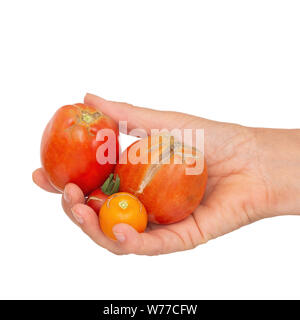 Hand mit drei Split, Tomaten wegen Regen nach Trockenheit rissig, Gartenarbeit problem. Auf weiß isoliert. Stockfoto