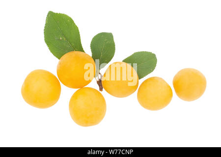 Kleine gelbe Pflaumen, ähnlich Mirabelle. Erbe Obst. Stockfoto