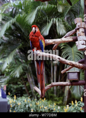 Ein Muster an der Parrot Jungle und Gärten, südlich von Miami, Florida, physische Beschreibung: 1 Transparenz: Farbe; 4 x 5 in. oder kleinere Anmerkungen: Titel, Datum, und Schlüsselwörter vom Fotografen zur Verfügung gestellt.; digitale Bild von Carol M. Highsmith ihrem ursprünglichen Film Transparenz zu vertreten; einige Details können zwischen dem Film und den digitalen Bildern abweichen.; ist Teil der Wählt Serie im Carol M. Highsmith Archiv.; Geschenk und kaufen; Carol M. Highsmith; 2011; (DLC/PP 2011: 124).; Stockfoto