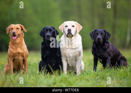 Vier Labrador Retriever Hunde auf einer Wiese Stockfoto