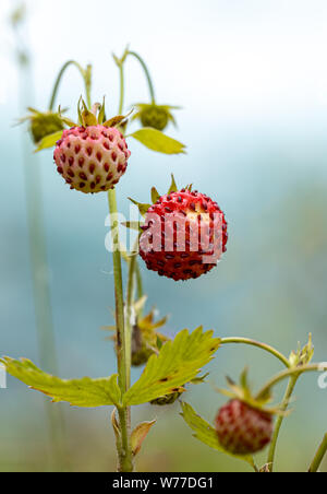 Berry von Reifen Erdbeeren hautnah. Natur Norwegen Stockfoto