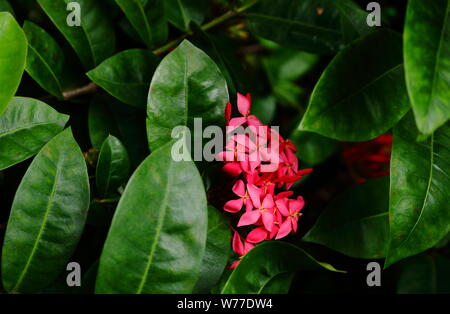 Blühende rosa ixora oder spike Blume in der Bush unter Sonnenlicht, selektiver Fokus Stockfoto