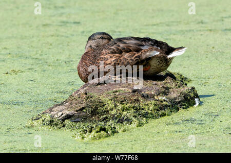 Weibliche Stockente (Anas platyrhynchos) schlafend auf einem Baumstamm floating in einem Teich Stockfoto