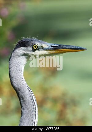 Porträt einer Graureiher (Ardea cinereal) am Rande eines Sees Stockfoto