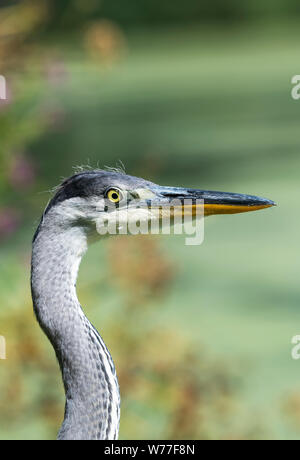 Porträt einer Graureiher (Ardea cinereal) am Rande eines Sees Stockfoto