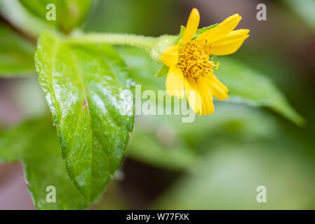 Wedelia trilobata gelbe Blume Nahaufnahme. Koh Chang Insel, Thailand. Stockfoto