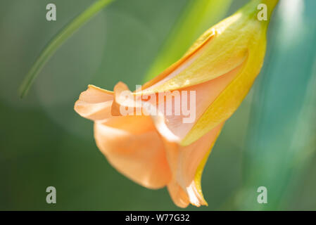 Thevetia rubro (Cascabela thevetia) - Orange Bud, close-up. Thailand, Koh Chang Insel. Stockfoto