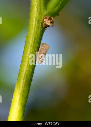 Citrus flatid planthopper Metcalfa pruinosa - am Stiel. Um einen Schädling handelt. Stockfoto