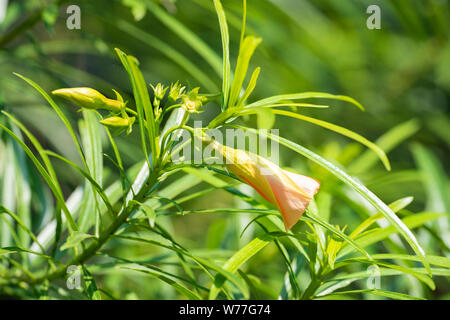 Thevetia rubro (Cascabela thevetia) - Orange Bud, close-up. Thailand, Koh Chang Insel. Stockfoto