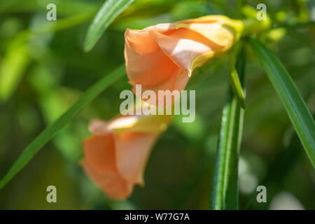 Thevetia rubro (Cascabela thevetia) - Orange Bud, close-up. Thailand, Koh Chang Insel. Stockfoto