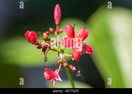 Rote Blumen der Jatropha-pflanze close-up in natürlichem Licht. Thailand. Stockfoto
