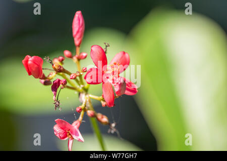Rote Blumen der Jatropha-pflanze close-up in natürlichem Licht. Thailand. Stockfoto