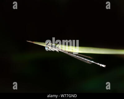 Weiß-legged Damselfly, Platycnemis pennipes, von oben gesehen. Markante, dramatisches Bild. Stockfoto