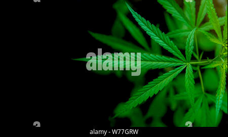 Marihuana Cannabis leaf Abbildungen auf dunklem Hintergrund, schöner Hintergrund, obere Ecke Bild Stockfoto