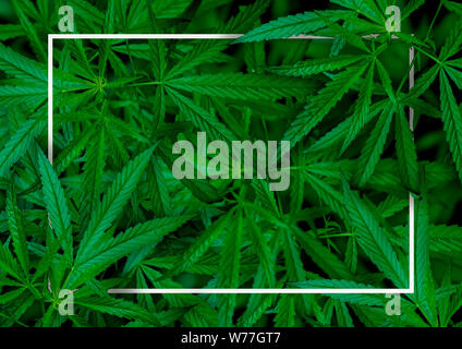 Marihuana Cannabis leaf Abbildungen auf dunklem Hintergrund, schöner Hintergrund, obere Ecke Bild Stockfoto