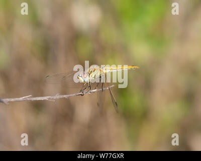 Libelle gelb-rot geäderten Darter, Sympetrum fonscolombii. Stockfoto