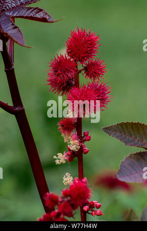 Nahaufnahme von einem blühenden Rizinus (Ricinus communis) mit roter Blume Kugeln Stockfoto