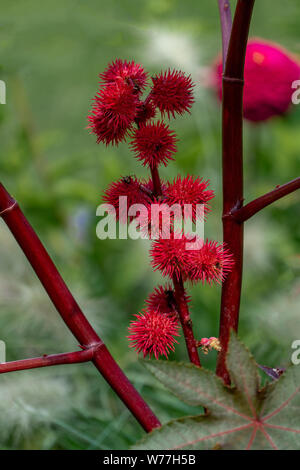 Nahaufnahme von einem blühenden Rizinus (Ricinus communis) mit roter Blume Kugeln Stockfoto