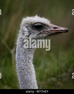 Strauß auf der Suche Stockfoto