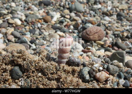 In der Nähe eines kleinen, Pink Shell in den Sand vor einem steinigen Strand an einem sonnigen Tag in Llanbedrog Stockfoto