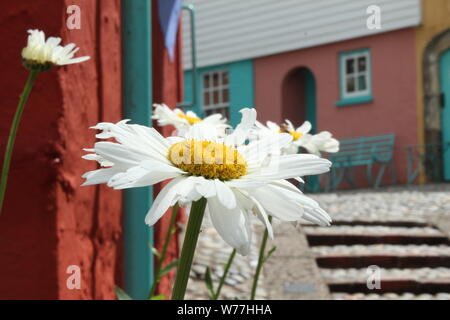 Nahaufnahme von einem großen (Gerbera) Daisy vor bunten Gebäude an einem sonnigen Tag in Portmeirion Stockfoto